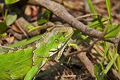 Common Green Iguana on the bank - Pantanal Brazil 