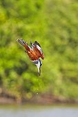 Ringed kingfisher fishing - Pantanal Brazil 
