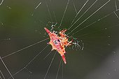 Long-winged Kite Spider on its web - Madagascar