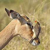 Yellow-billed Oxpecker on the head of an Impala - Kruger RSA