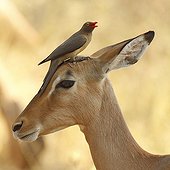 Piqueboeuf à bec rouge sur la tête d'un Impala - Kruger RSA