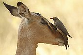 Red-billed Oxpecker on the head of an Impala - Kruger RSA