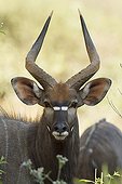 Portrait of Male Nyala in Savannah - Kruger South Africa 