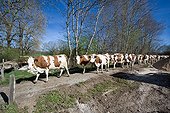 Herd of Montbéliard cows - Haut-Doubs France ; Zone AOP Comte cheese