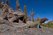 Constanza's tree Iguana on rock - Oasis Guattin Chile