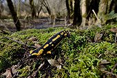 Fire salamander on moss undergrowth - Poitou France