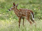 White-tailed deer fawn stretching on waking on grass