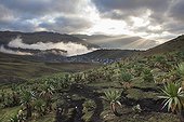 Lobellias in the Highlands - Simien Mountains Ethiopia 