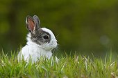 Grey and White baby rabbit in grass
