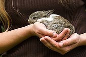 Grey and White baby rabbit handing