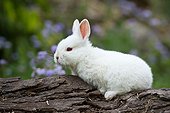 White baby rabbit on log