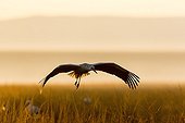 White storkin flight at the edge of a bush fire - Masai Mara