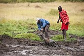 Driver and Masai trying to save an Impala bogged down