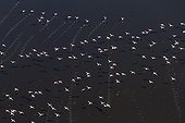 Lesser Flamingos in flight - Lake Magadi Kenya