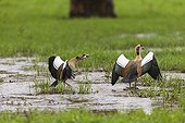 Fighting Egyptian geese - Nakuru Lake Kenya 