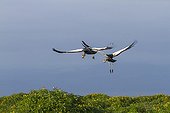 Crowned Cranes in flight - Amboseli Kenya