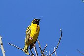 Layard's Weawer on a branch - Reunion Island