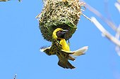 Layard's Weawer displaying on its nest- Reunion Island