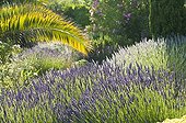 Lavenders in bloom in a mediterranean garden