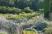 Lavenders in bloom in a mediterranean garden