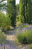 Lavenders in bloom in a mediterranean garden