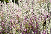 Germander in bloom in a mediterranean garden