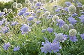 Flowers in a mediterranean garden