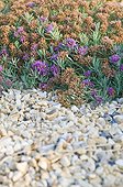 Germander in bloom in a mediterranean garden