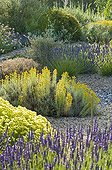 Lavender cotton in bloom in a mediterranean garden