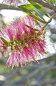 Bottlebrush in bloom in a mediterranean garden