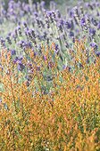 Lavender in a mediterranean garden