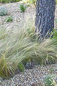 Feather grass in a mediterranean garden