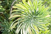 Mediterranean spurge in a mediterranean garden ; Euphorbia characias subsp. wulfenii