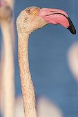 Portrait of Rosy Greater Flamingo - Camargue France