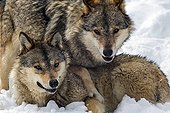 Interaction between Wolves in the snow - Pyrenees France