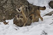 Interaction between Wolves in the snow - Pyrenees France