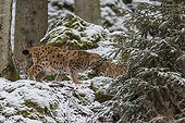 Lynx in the woods in winter - Bayerischerwald Germany