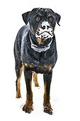 Rottweiler in the snow with white muzzle