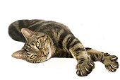 European type cat stretching on white background