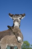 Gray donkey and colt cross-breed - France 