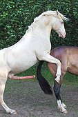 Stalion champagne and bay mare mating
