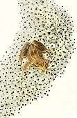 Frog on gelatinous mass of eggs on white background 