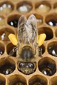 Abeille à miel avec pollen sur pattes sur alvéoles - France