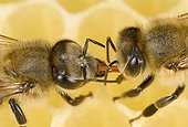 Trophallaxie between honey bees on cell - France