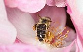 Honey bee foraging wild Rose - France 