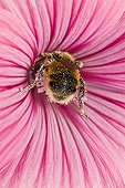 Abeille à miel butinant une Rose trémière - France