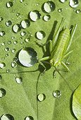 Green grasshopper on leaf and dew drop - France 