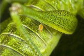 Green grasshopper on Collembola - France 