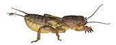 Ant on the tail of a Mole cricket on white background 