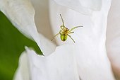 Spider on White rose flower - France 